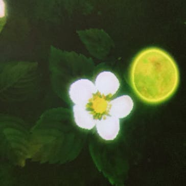 チームラボに投稿された画像（2023/10/5）