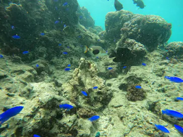 武藤潜水に投稿された画像（2023/10/6）