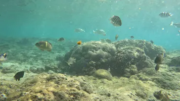 武藤潜水に投稿された画像（2023/10/6）