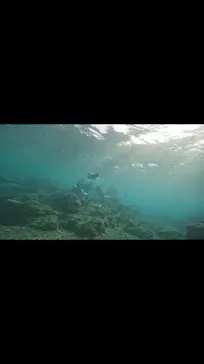 武藤潜水に投稿された画像（2023/10/6）