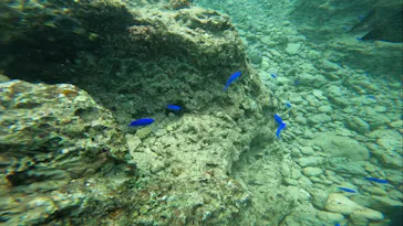 武藤潜水に投稿された画像（2023/10/6）