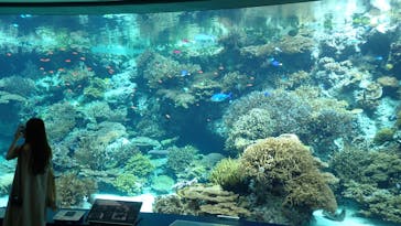 沖縄美ら海水族館に投稿された画像（2023/10/6）