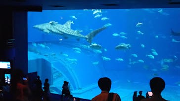 沖縄美ら海水族館に投稿された画像（2023/10/6）