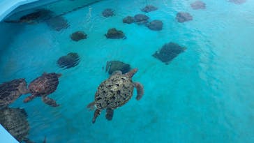 沖縄美ら海水族館に投稿された画像（2023/10/6）