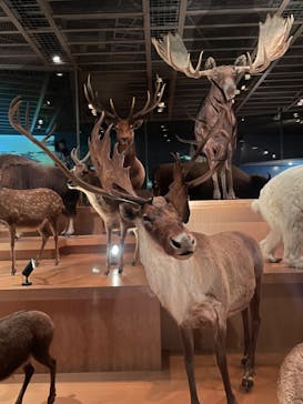 国立科学博物館に投稿された画像（2023/10/6）