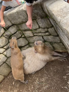 伊豆シャボテン動物公園に投稿された画像（2023/10/6）