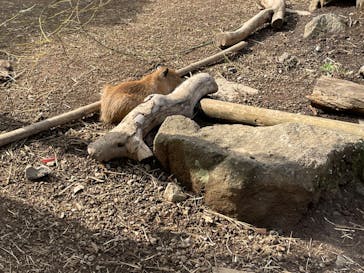 伊豆シャボテン動物公園に投稿された画像（2023/10/6）