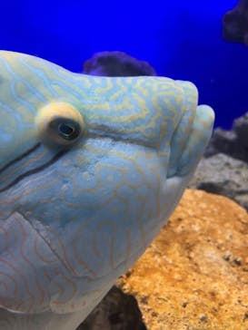 新江ノ島水族館に投稿された画像（2023/10/7）