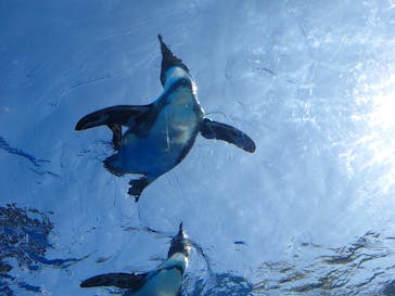 サンシャイン水族館に投稿された画像（2023/10/7）