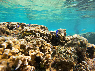 武藤潜水に投稿された画像（2023/10/7）