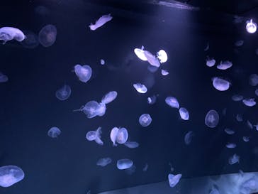 サンシャイン水族館に投稿された画像（2023/10/7）