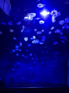 サンシャイン水族館に投稿された画像（2023/10/7）