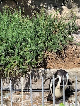 サンシャイン水族館に投稿された画像（2023/10/7）