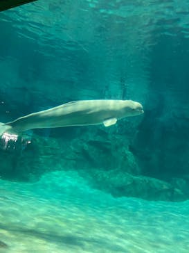 名古屋港水族館に投稿された画像（2023/10/7）