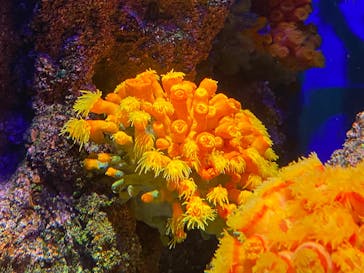 島根県立 しまね海洋館に投稿された画像（2023/10/7）