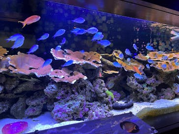 横浜開運水族館 フォーチュンアクアリウムに投稿された画像（2023/10/7）