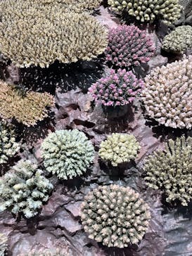 特別展「海　―生命のみなもと―」（国立科学博物館）に投稿された画像（2023/10/7）