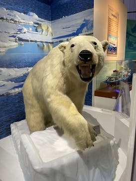 特別展「海　―生命のみなもと―」（国立科学博物館）に投稿された画像（2023/10/7）