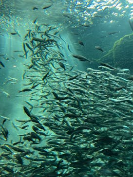 上越市立水族博物館 うみがたりに投稿された画像（2023/10/7）
