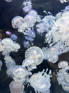 上越市立水族博物館 うみがたりに投稿された画像（2023/10/7）
