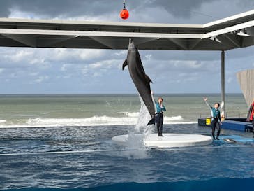 上越市立水族博物館 うみがたりに投稿された画像（2023/10/7）