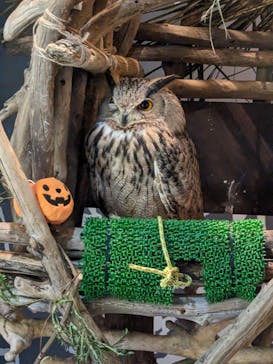 カワスイ 川崎⽔族館に投稿された画像（2023/10/7）