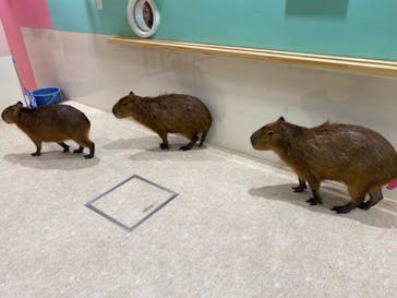 アニタッチアクアシティお台場に投稿された画像（2023/10/7）