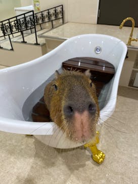 アニタッチアクアシティお台場に投稿された画像（2023/10/7）