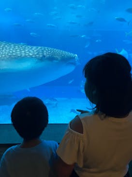 沖縄美ら海水族館に投稿された画像（2023/10/7）