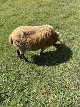 まかいの牧場に投稿された画像（2023/10/7）