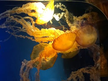 鴨川シーワールドに投稿された画像（2023/10/7）