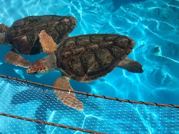 鴨川シーワールドに投稿された画像（2023/10/7）