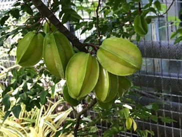 アロハガーデンたてやまに投稿された画像（2023/10/7）