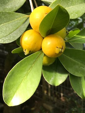 アロハガーデンたてやまに投稿された画像（2023/10/7）