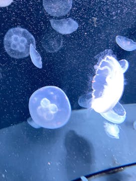 サンシャイン水族館に投稿された画像（2023/10/7）