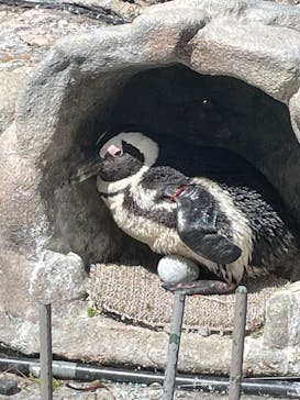 サンシャイン水族館に投稿された画像（2023/10/7）