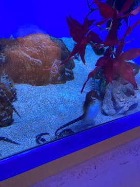 アクアワールド茨城県大洗水族館に投稿された画像（2023/10/7）