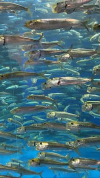 アクアワールド茨城県大洗水族館に投稿された画像（2023/10/7）