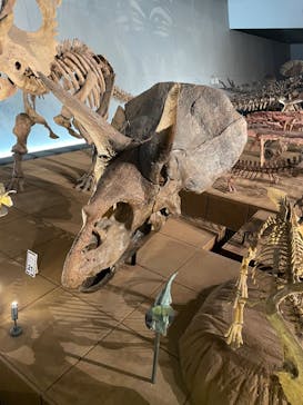 福井県立恐竜博物館に投稿された画像（2023/10/7）