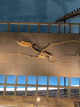 福井県立恐竜博物館に投稿された画像（2023/10/7）