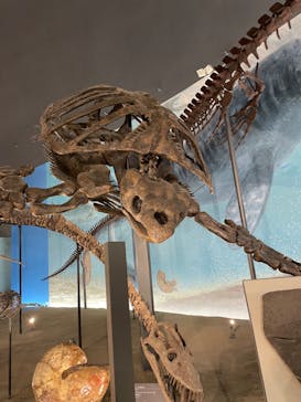 福井県立恐竜博物館に投稿された画像（2023/10/7）