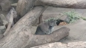 神戸どうぶつ王国に投稿された画像（2023/10/7）