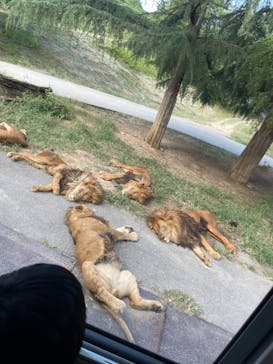 群馬サファリパークに投稿された画像（2023/10/7）