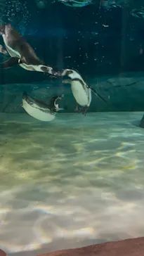 天王寺動物園に投稿された画像（2023/10/7）