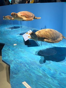 特別展「海　―生命のみなもと―」（国立科学博物館）に投稿された画像（2023/10/7）