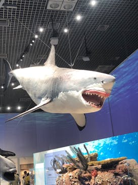 特別展「海　―生命のみなもと―」（国立科学博物館）に投稿された画像（2023/10/7）