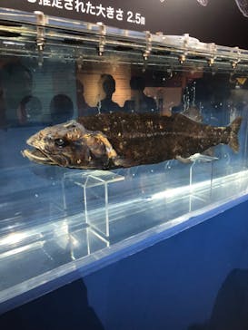 特別展「海　―生命のみなもと―」（国立科学博物館）に投稿された画像（2023/10/7）