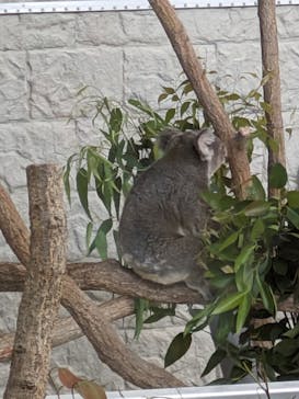 淡路ファームパーク イングランドの丘に投稿された画像（2023/10/7）