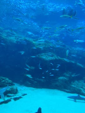 九十九島水族館海きららに投稿された画像（2023/10/7）