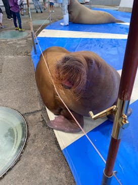 大分マリーンパレス水族館 「うみたまご」に投稿された画像（2023/10/7）